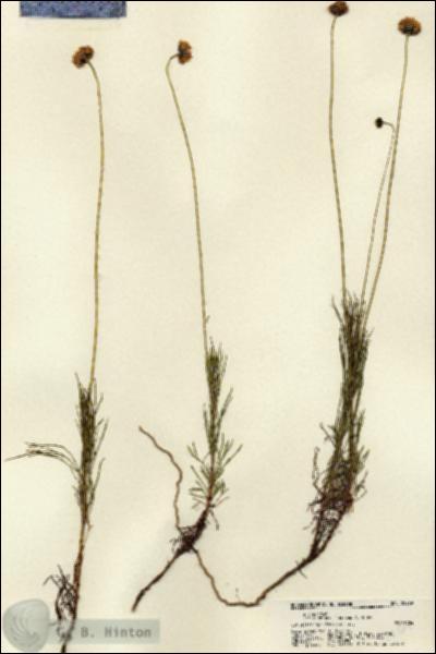 URN_catalog_HBHinton_herbarium_22269.jpg.jpg