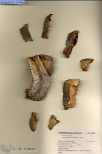URN_catalog_HBHinton_herbarium_21529-1.jpg.jpg