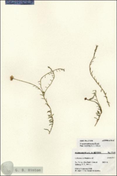 URN_catalog_HBHinton_herbarium_27193.jpg.jpg