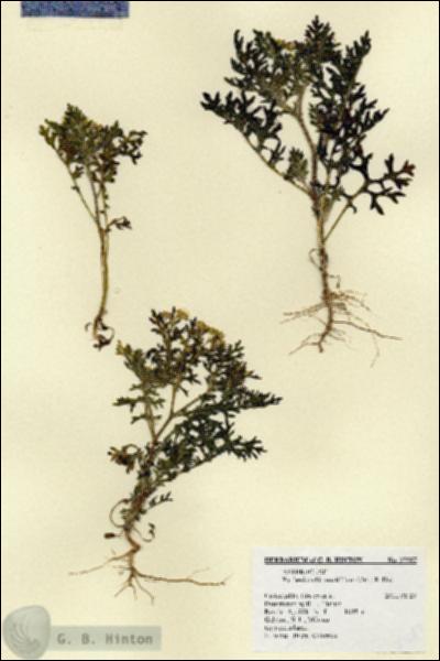 URN_catalog_HBHinton_herbarium_27587.jpg.jpg