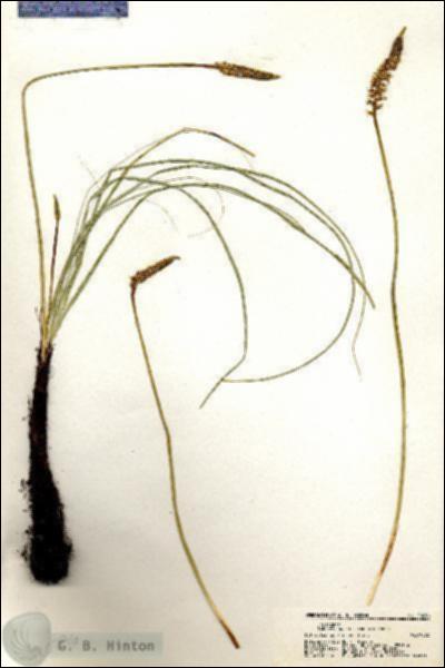 URN_catalog_HBHinton_herbarium_20296.jpg.jpg