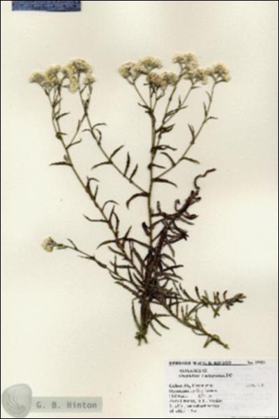 URN_catalog_HBHinton_herbarium_25921.jpg.jpg