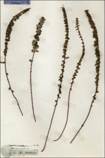 URN_catalog_HBHinton_herbarium_19912.jpg.jpg