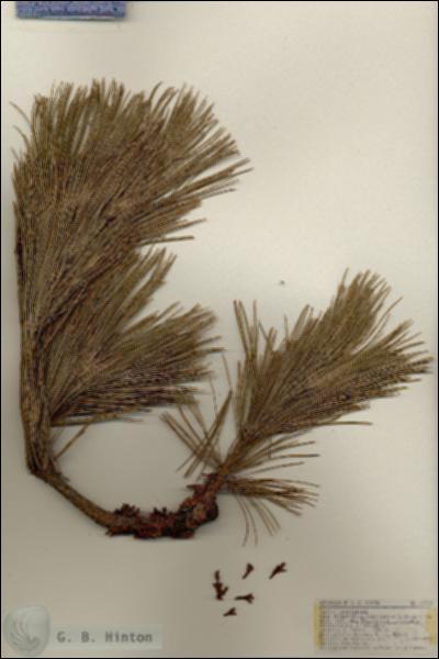 URN_catalog_HBHinton_herbarium_17273.jpg.jpg