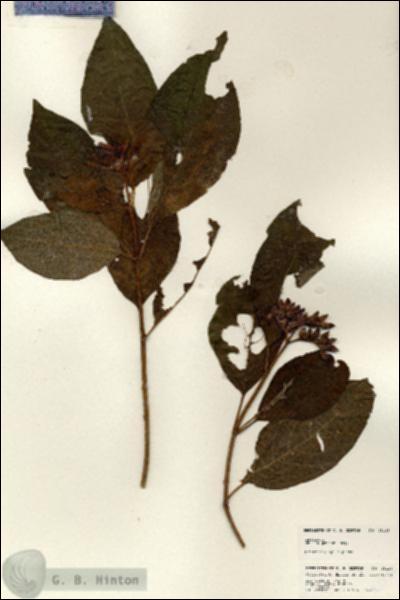 URN_catalog_HBHinton_herbarium_25139.jpg.jpg