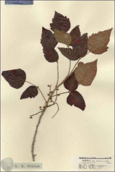 URN_catalog_HBHinton_herbarium_21579.jpg.jpg