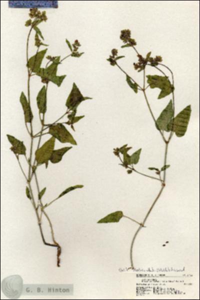 URN_catalog_HBHinton_herbarium_21122.jpg.jpg