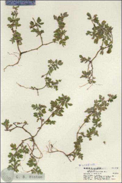 URN_catalog_HBHinton_herbarium_21433.jpg.jpg
