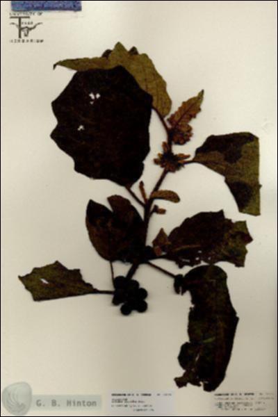 URN_catalog_HBHinton_herbarium_26733.jpg.jpg