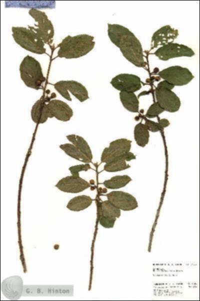 URN_catalog_HBHinton_herbarium_24388.jpg.jpg