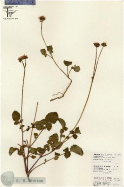 URN_catalog_HBHinton_herbarium_26053.jpg.jpg