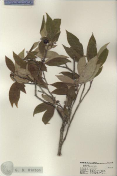 URN_catalog_HBHinton_herbarium_22528.jpg.jpg