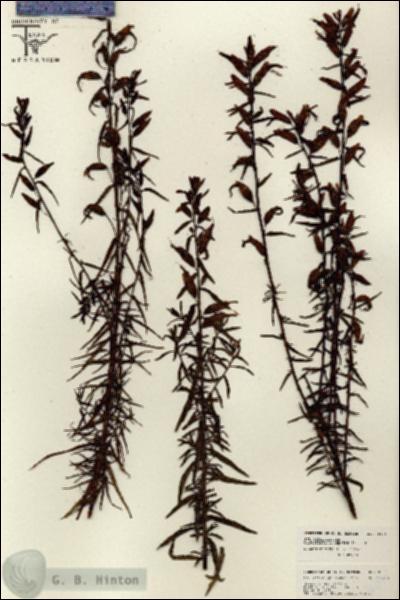 URN_catalog_HBHinton_herbarium_26071.jpg.jpg