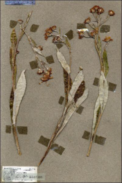 URN_catalog_HBHinton_herbarium_17256.jpg.jpg