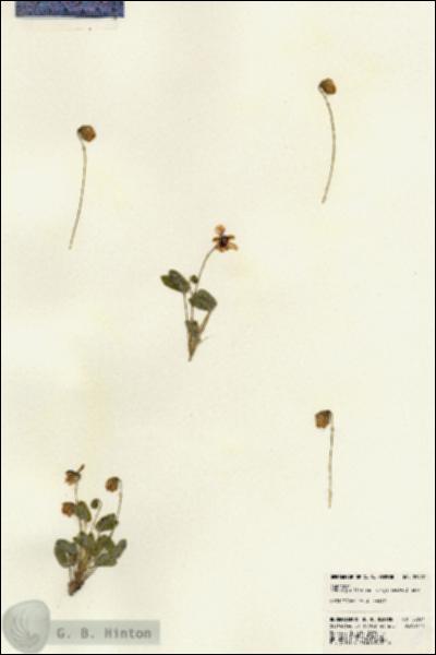URN_catalog_HBHinton_herbarium_22997.jpg.jpg