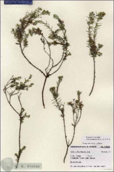 URN_catalog_HBHinton_herbarium_24069.jpg.jpg