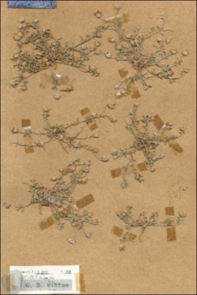 URN_catalog_HBHinton_herbarium_18834.jpg.jpg