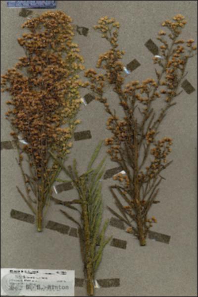URN_catalog_HBHinton_herbarium_19568.jpg.jpg
