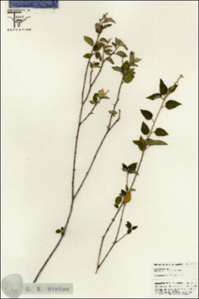 URN_catalog_HBHinton_herbarium_25617.jpg.jpg