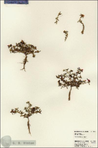URN_catalog_HBHinton_herbarium_23016.jpg.jpg