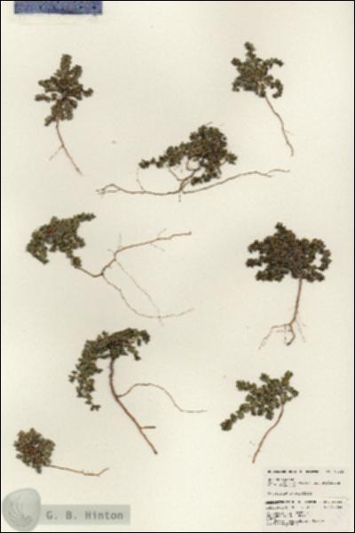 URN_catalog_HBHinton_herbarium_24855.jpg.jpg