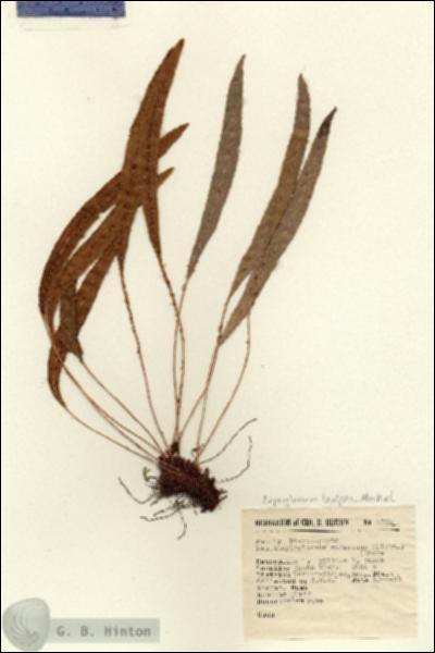 URN_catalog_HBHinton_herbarium_2750.jpg.jpg