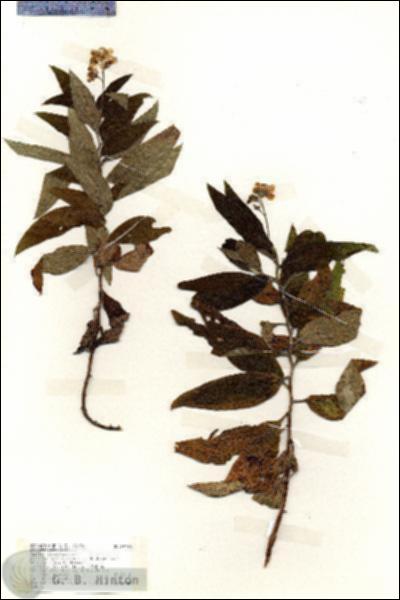 URN_catalog_HBHinton_herbarium_19196.jpg.jpg