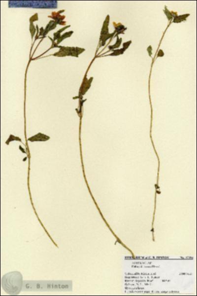 URN_catalog_HBHinton_herbarium_27594.jpg.jpg
