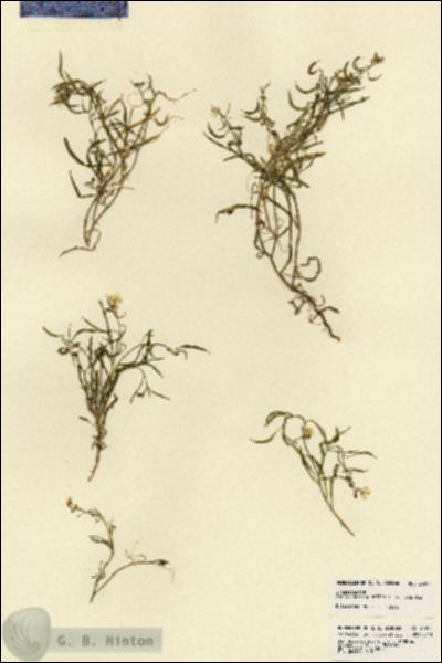 URN_catalog_HBHinton_herbarium_21947.jpg.jpg