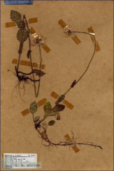 URN_catalog_HBHinton_herbarium_18920.jpg.jpg