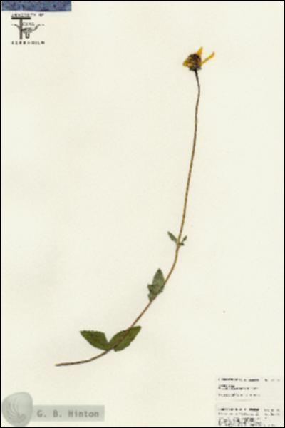 URN_catalog_HBHinton_herbarium_25555.jpg.jpg