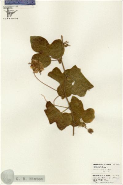 URN_catalog_HBHinton_herbarium_26498.jpg.jpg