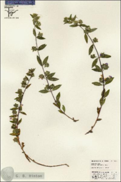 URN_catalog_HBHinton_herbarium_25620.jpg.jpg