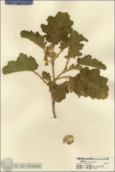 URN_catalog_HBHinton_herbarium_21551.jpg.jpg