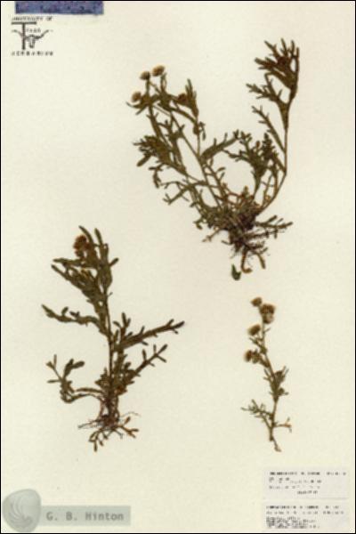 URN_catalog_HBHinton_herbarium_26528.jpg.jpg