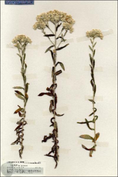 URN_catalog_HBHinton_herbarium_19930.jpg.jpg