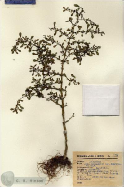 URN_catalog_HBHinton_herbarium_8122.jpg.jpg