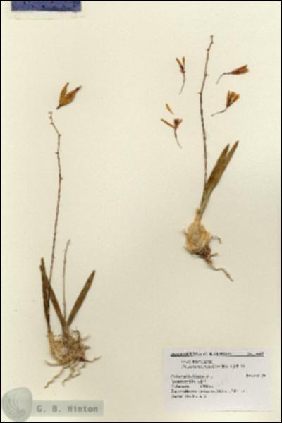 URN_catalog_HBHinton_herbarium_3669.jpg.jpg