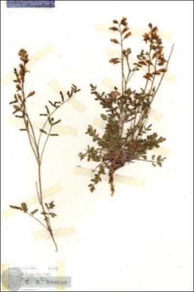 URN_catalog_HBHinton_herbarium_17131.jpg.jpg
