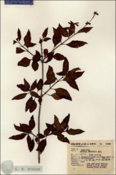 URN_catalog_HBHinton_herbarium_14888.jpg.jpg