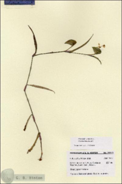 URN_catalog_HBHinton_herbarium_28713.jpg.jpg