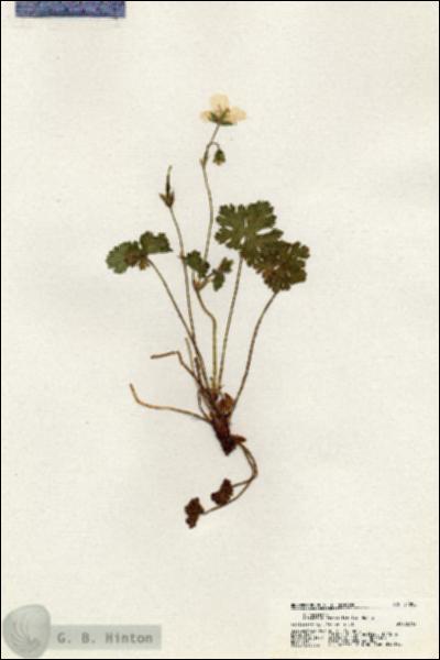 URN_catalog_HBHinton_herbarium_21000.jpg.jpg