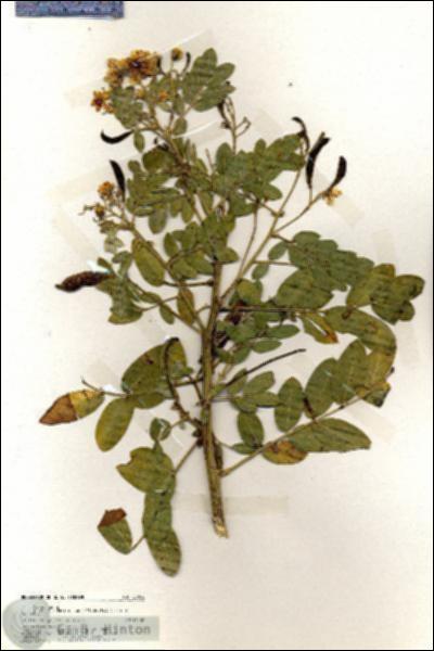 URN_catalog_HBHinton_herbarium_20066.jpg.jpg