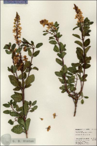 URN_catalog_HBHinton_herbarium_24313.jpg.jpg