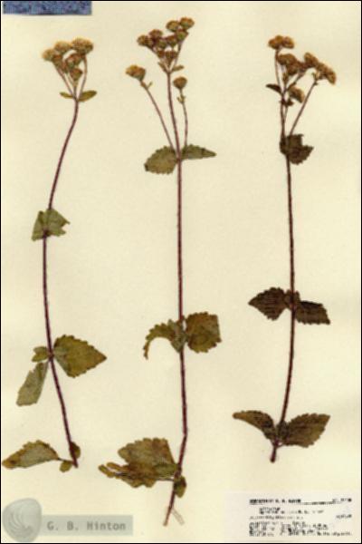 URN_catalog_HBHinton_herbarium_22408.jpg.jpg