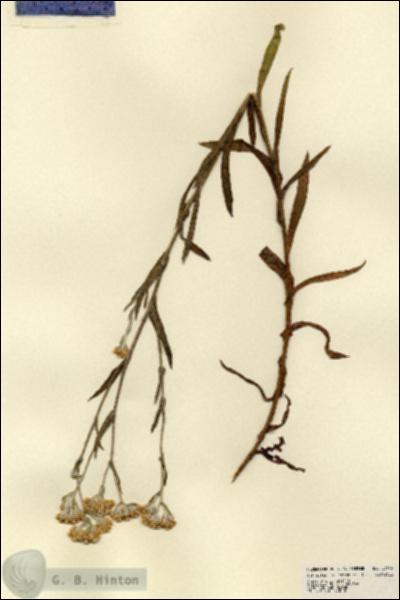 URN_catalog_HBHinton_herbarium_23464.jpg.jpg