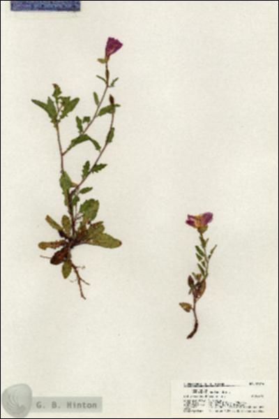 URN_catalog_HBHinton_herbarium_21014.jpg.jpg