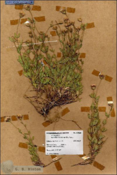 URN_catalog_HBHinton_herbarium_17924.jpg.jpg