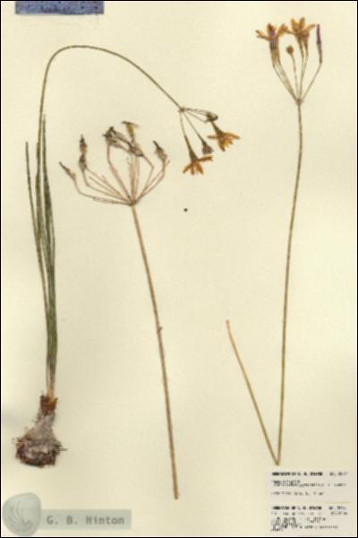 URN_catalog_HBHinton_herbarium_22461.jpg.jpg