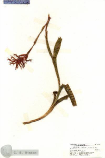 URN_catalog_HBHinton_herbarium_19766.jpg.jpg
